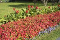 Moscow, Russia.City the Moscow region,Beautiful greenhouse flowers.