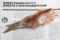 MOSCOW / RUSSIA - 24/05/2020 close up top view shot of a dressed headless dried salted vobla Caspian Roach fish lying on a