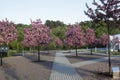 MOSCOW, RUSSIA - 05/27/2017: colorful spring day shot of a row of beautiful pink cherry sakura trees in blossom growing on the