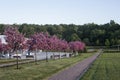 MOSCOW / RUSSIA - 05/27/2017: day shot of a row of beautiful pink cherry sakura trees in blossom growing on the lawn of a cozy