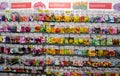 Moscow, Russia, December 2019: Close-up of a stand with paper bags with seeds of different varieties of annual flowers: marigold,