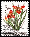 Postage stamp printed in Czechoslovakia shows Tigridia pavonia, Garden Flowers serie, circa 1990