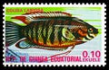 Postage stamp printed in Equatorial Guinea shows Thick-lipped Gourami Colisa labiosa, Fishes I exotic serie, circa 1975