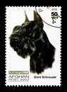 Giant Schnauzer (Canis lupus familiaris), Dogs serie, circa 2003 Royalty Free Stock Photo