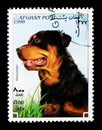 Rottweiler (Canis lupus familiaris), Dogs serie, circa 1998