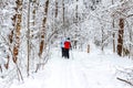 Walk in the winter forest