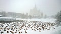 Flock of ducks on pond of Zoo during a snowfall in Moscow
