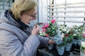 Moscow, Russia, February 2022: Senior woman in a medical mask sniffs pink roses in pots and wrapped: sale in the greenhouse.