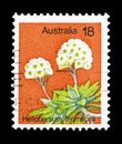 Helichrysum Thomsonii, Plants serie, circa 1975
