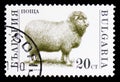Domestic Sheep (Ovis ammon aries), Domesticated animals serie, circa 1991