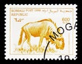 Blue wildebeest (Connochaetes taurinus), Somalia serie, circa 1998
