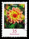 Dahlia variabilis - Dahlia, Flowers serie, circa 2006