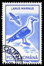 Great Black-backed Gull (Larus marinus), Water Birds 1991 serie, circa 1991