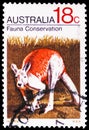 Red Kangaroo Macropus rufus, Rspca serie, circa 1971 Royalty Free Stock Photo