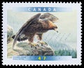 Golden Eagle Aquila chrysaetos, Birds of Canada 6th series serie, circa 2001