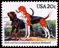 Black + Tan Coonhound, American Foxhound Canis lupus familiaris, Dogs serie, circa 1984