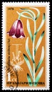 Fritillaria stribrnyi Vel, Rare Flowers serie, circa 1978