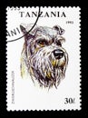 Minature Schnauzer Canis lupus familiaris, Dogs serie, circa 1993