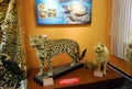 Stuffed far Eastern leopard and red wolf in the window behind the glass.