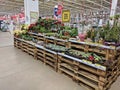 A variety of houseplants stand on wooden pallets for sale at the Auchan store in the Vegas