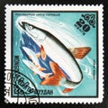 Postage stamp printed in Mongolia shows Redfin (Pseudaspius leptocephalus) fish, Fishes serie, circa 1975 Royalty Free Stock Photo