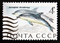 Short-beaked Common Dolphin Delphinus delphis, Marine Mammals serie, circa 1971