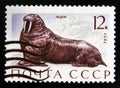 MOSCOW, RUSSIA - JULY 15, 2017: A stamp printed in USSR (Russia) shows Walrus (Odobenus rosmarus), Marine Mammals serie, circa