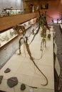 Visitors to the Palentology Museum look at dinosaur skeletons