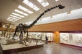 Visitors to the Palentology Museum look at dinosaur skeletons