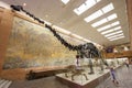 Visitors to the Palentology Museum look at dinosaur skeletons