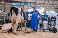 Automated cow milking facility equipment at cattle dairy exhibition Royalty Free Stock Photo