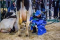 Man using automated cow milking facility equipment at cattle dairy exhibition Royalty Free Stock Photo