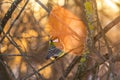 Life of birds in the city at winter time. Great tit sitting on the branch in winter garden. City birds of Russia, bunny effect. Royalty Free Stock Photo