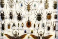 Moscow, Russia - March 12, 2019: Collection of dried natural insects in the Apothecary garden. Set of pin insect in
