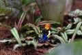 Moscow, Russia - March 2019, lego woman photographs and explores a spider in the macro world