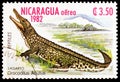 American Crocodyle Crocodylus acutus, Reptiles serie, circa 1982