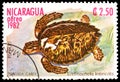 Hawksbill Turtle Eretmochelys imbricata, Reptiles serie, circa 1982