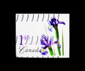 Purple Dutch Iris, Flower Definitives (1st series) serie, circa Royalty Free Stock Photo