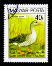 Greylag Goose (Anser anser), Birds serie, circa 1980