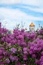 Moscow, Russia - May 13, 2019: Bushes of blooming lilac and The Cathedral of Christ the Saviour in the background