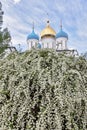 The domes of the Novospassky monastery against the background of a blooming spirea