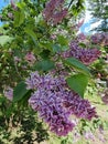 Flowering branches of purple striped lilac