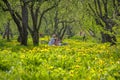 MOSCOW, RUSSIA - MAY 16, 2017:Friends taking a photo of themselves at picnic in Kolomenskoye park. Field of blooming dandelions in Royalty Free Stock Photo