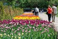 People walk along the path next to the field of tulips in botanical garden `Aptekarsky garden` in Moscow