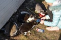 Girl feeding stray cats. Help and care for street animals