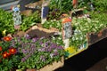 Moscow, Russia - 07 May 2017. Street trade in flower sprouts