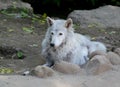 Tundra wolf in the Moscow zoo. Royalty Free Stock Photo
