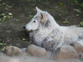 Tundra wolf in the Moscow zoo. Royalty Free Stock Photo