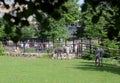 Zebras at the Moscow Zoo. Royalty Free Stock Photo