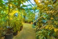 Inside a tropical greenhouse. Botanical Garden of Moscow State University, Russia